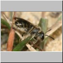 Lasioglossum sexstrigatum - Furchenbiene 07a 6mm.jpg